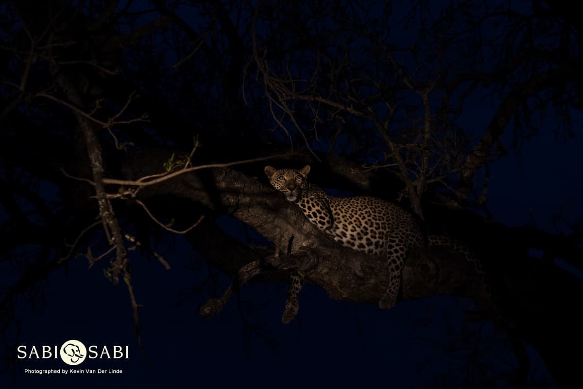 13Kevin Van Der Linde Kigelia 3092018 5 Final