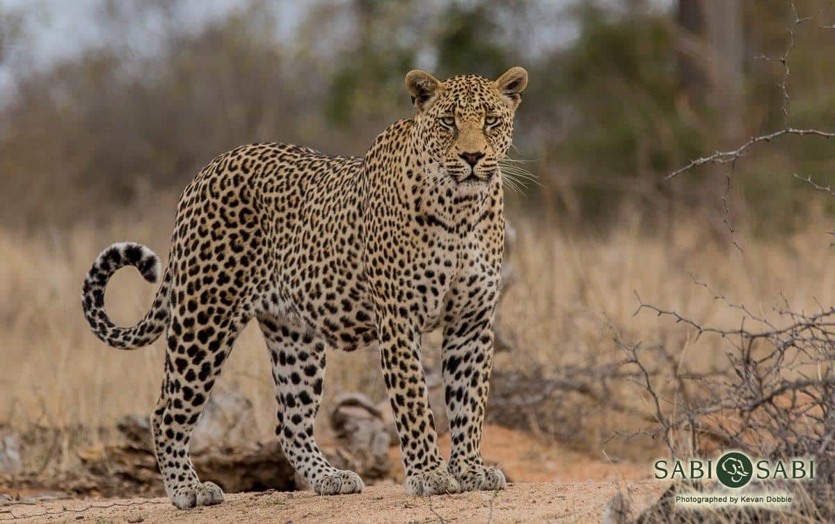 20Kevan Dobbie Nweti 281018 3 Final