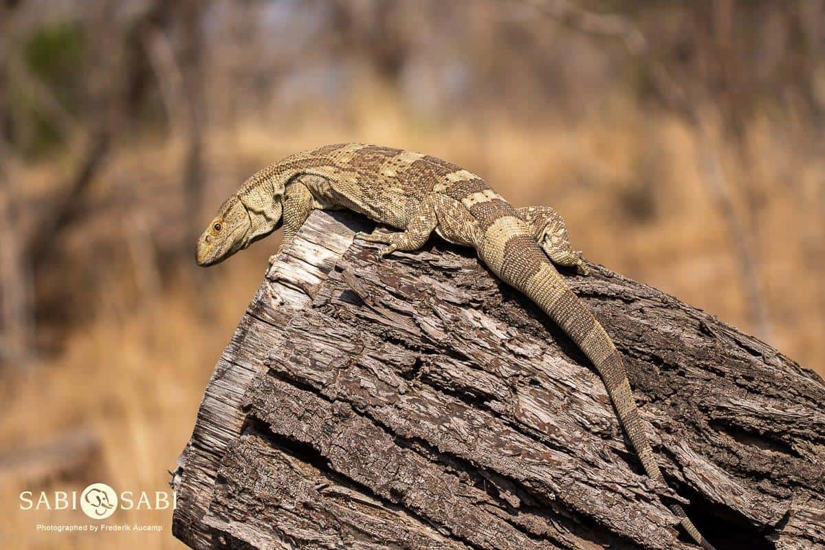 25Frederik Aucamp Rock Monitor Lizard 26 09 2018 Final 25Frederik Aucamp Rock Monitor Lizard 26 09 2018 Final