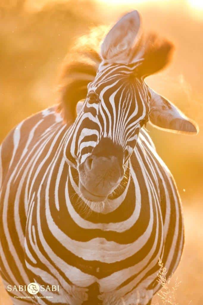 26Francois Malan Zebra3 Final 26Francois Malan Zebra3 Final