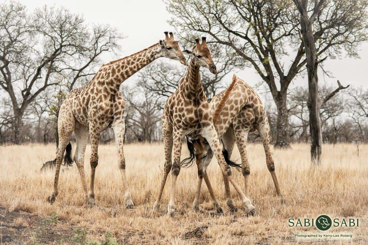 30Kerry Lee Roberg Giraffes.2 Final 30Kerry Lee Roberg Giraffes.2 Final