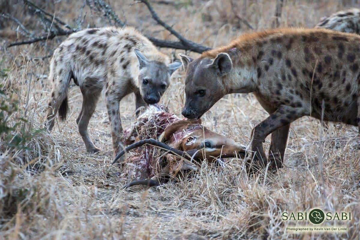 31Kevin Van Der Linde Hyena 2992018 Final