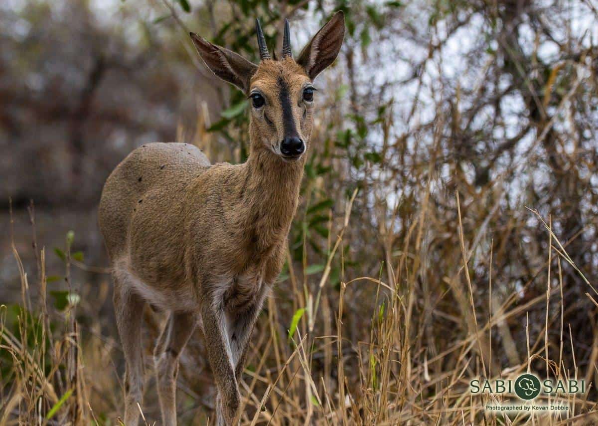 32Kevan Dobbie Common Duiker 091018 Final 32Kevan Dobbie Common Duiker 091018 Final