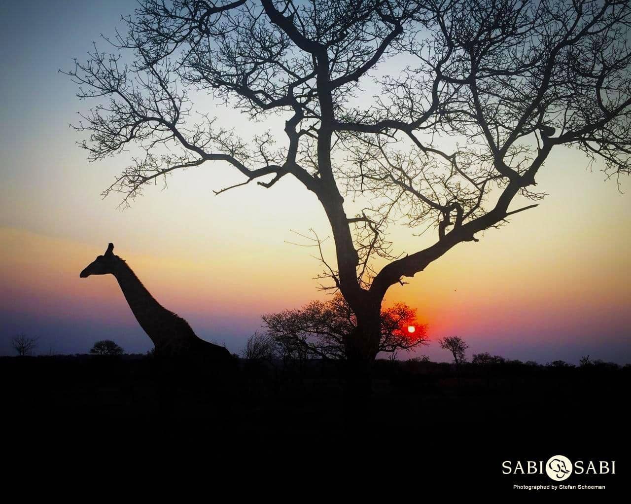 42Stefan Schoeman Giraffe Sunset Ps Final 42Stefan Schoeman Giraffe Sunset Ps Final