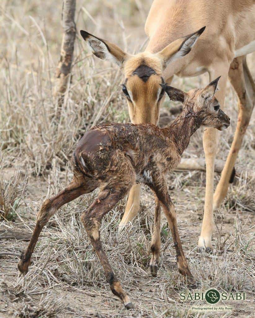01Ally Ross 20181127 New Born Impala Final 01Ally Ross 20181127 New Born Impala Final