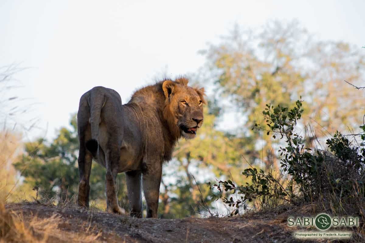 01Frederik Aucamp Male Lion Final 01Frederik Aucamp Male Lion Final