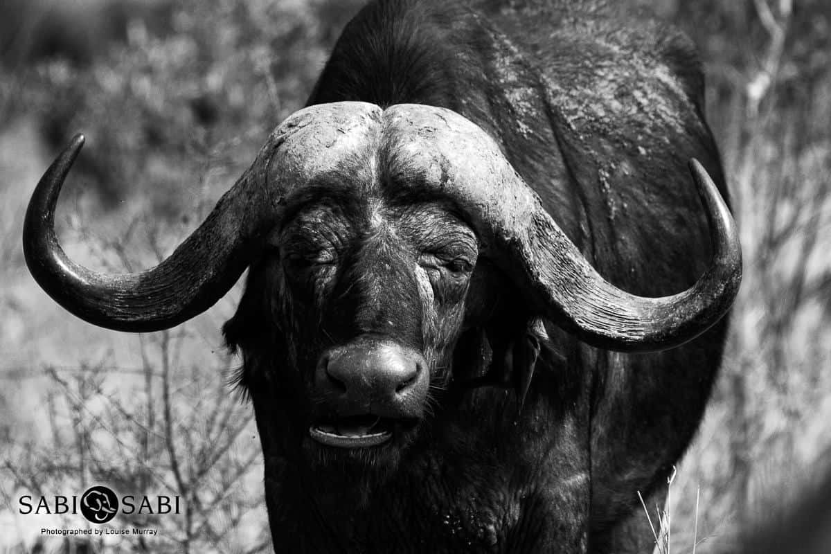 01Louise Murray Buffalo Cover 01Louise Murray Buffalo Cover