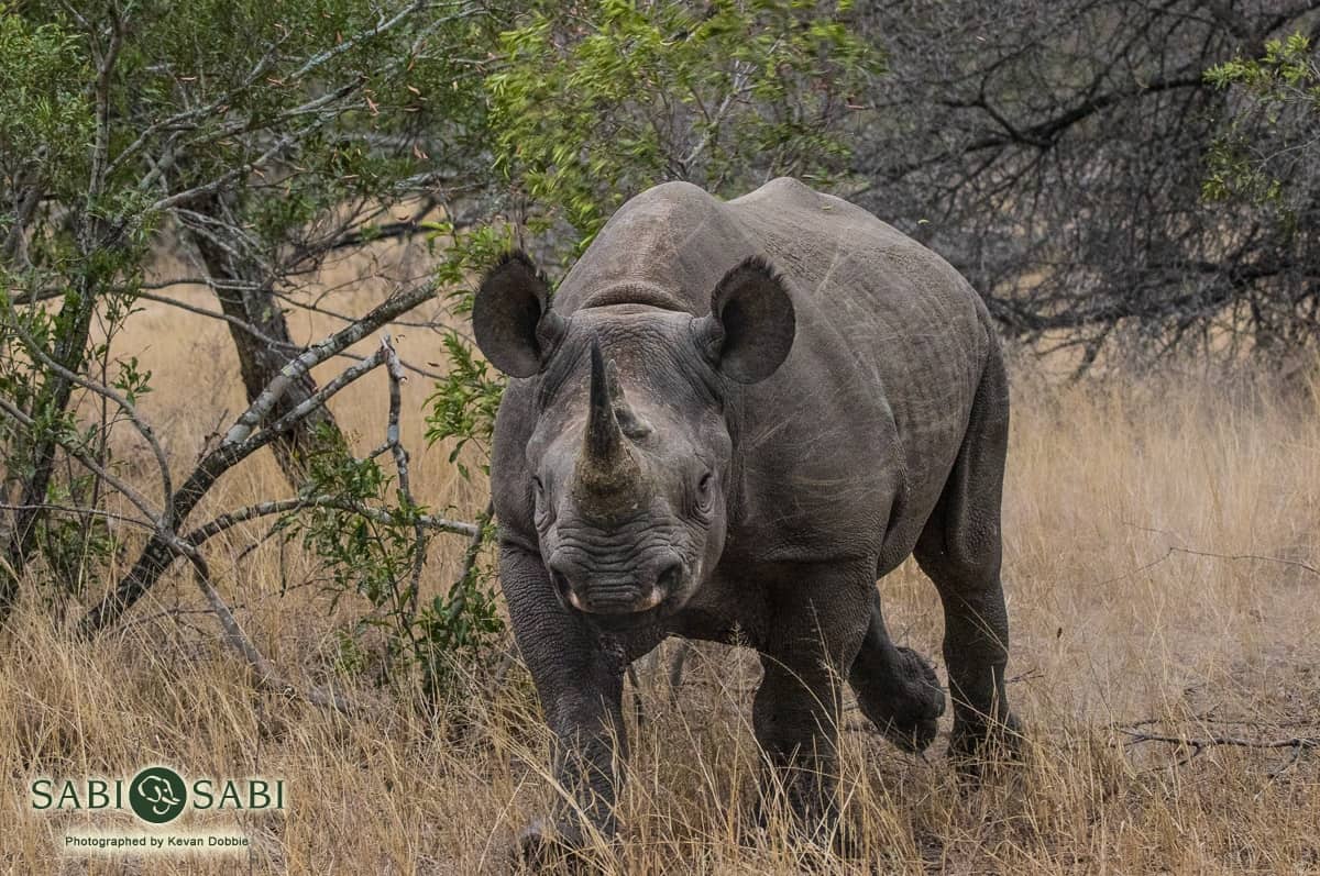 04Kevan Dobbie Black Rhino 291018 2 Final