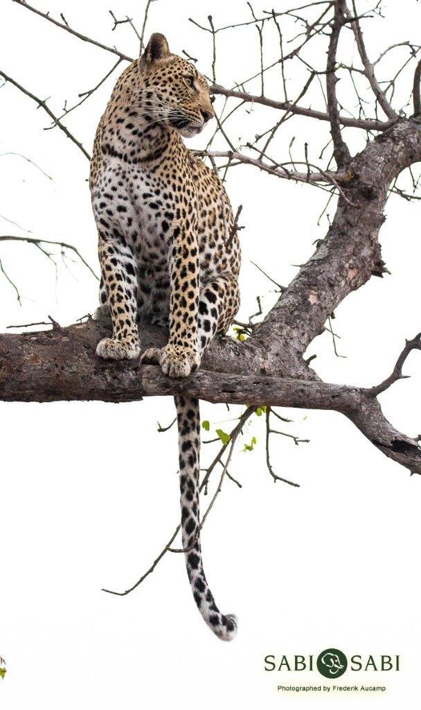 06Frederik Aucamp Kagelia 02 11 2018 Final 06Frederik Aucamp Kagelia 02 11 2018 Final