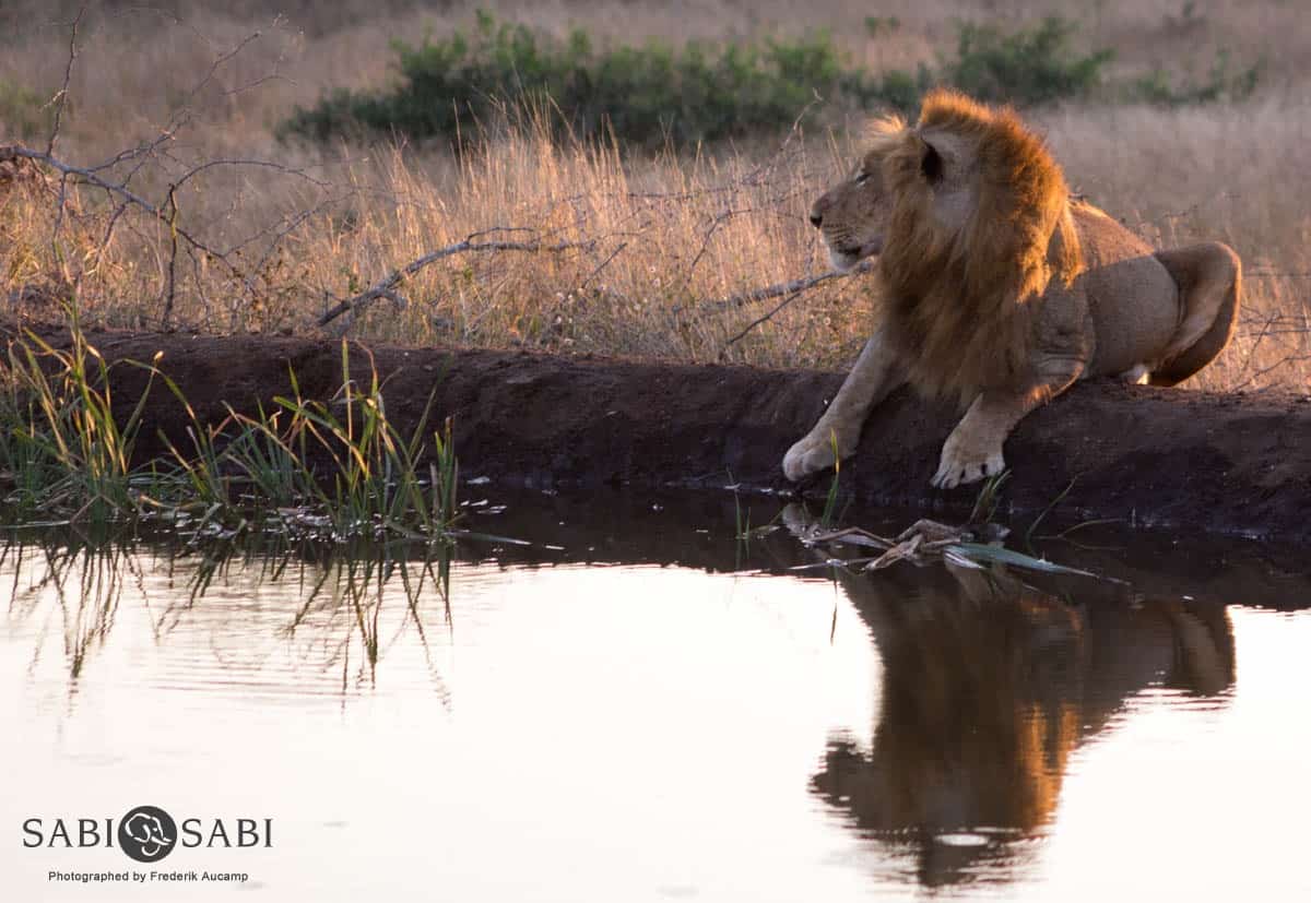 08Frederik Aucamp Male Lion 6 Final