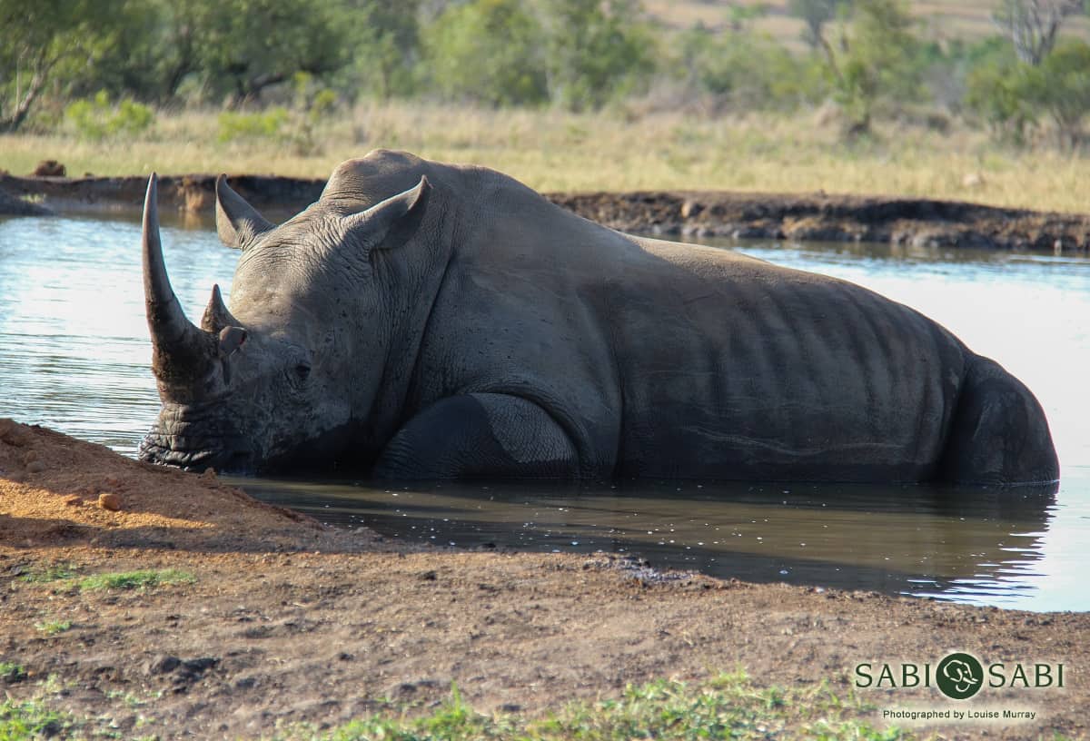 08Louise Murray Rhino Friday 3 Final