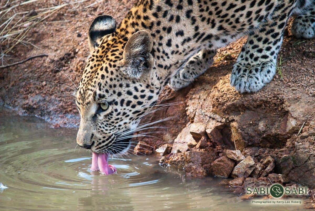 09Kerry Lee Roberg Ntsumi Final 09Kerry Lee Roberg Ntsumi Final