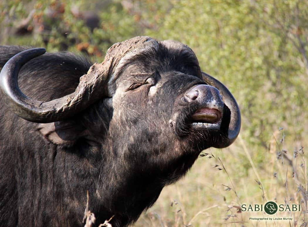 African Buffalo | Sabi Sabi