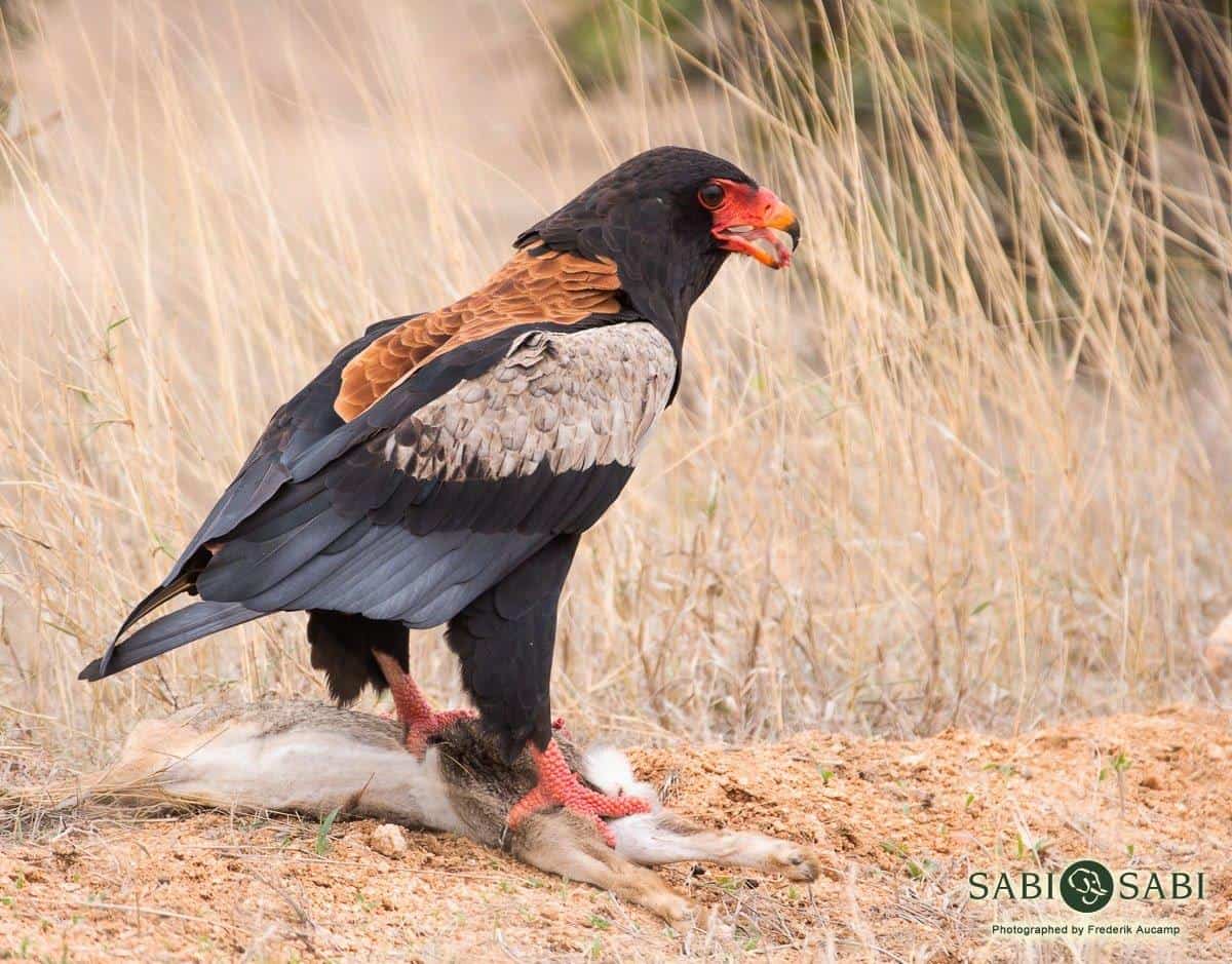 22Frederik Aucamp Bateleur Eagle 31 10 2018 1 Ps Final 22Frederik Aucamp Bateleur Eagle 31 10 2018 1 Ps Final