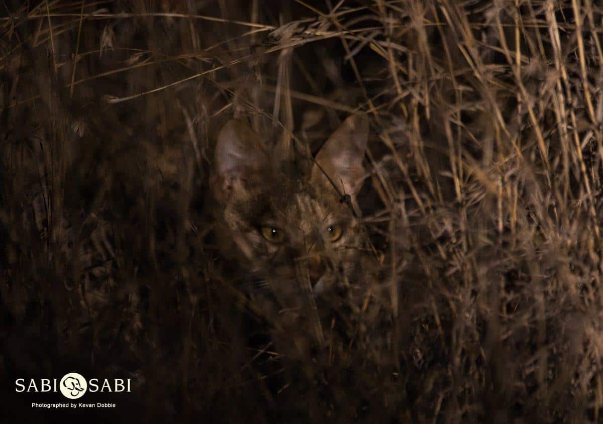 32Kevan Dobbie African Wild Cat 231018 Final