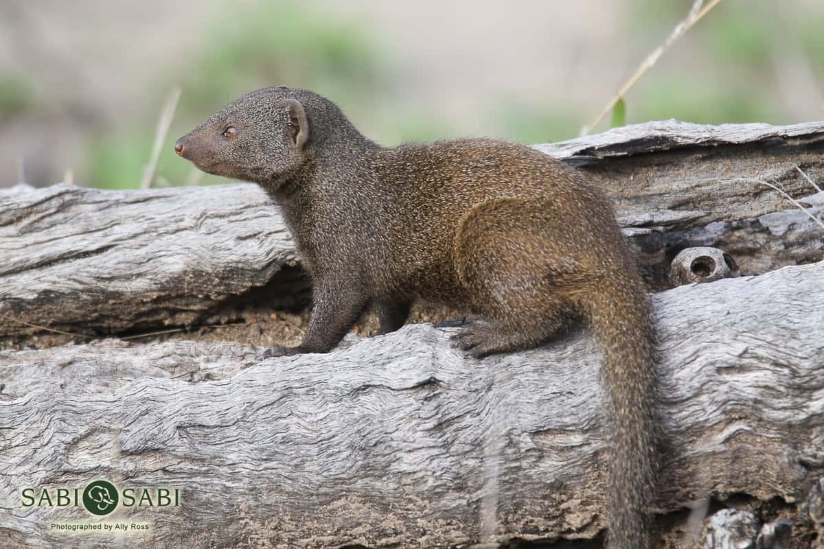01Ally Ross 20181219 Banded Mongoose Blog Final 01Ally Ross 20181219 Banded Mongoose Blog Final