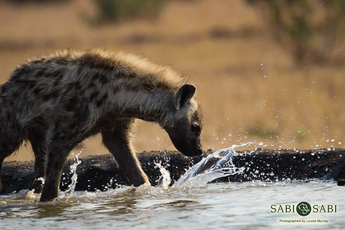 01Louise Murray 19092018 Hyena In Water 2 Final 01Louise Murray 19092018 Hyena In Water 2 Final