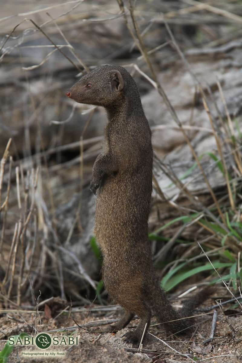 04Ally Ross Blog Mongoose 4  Final