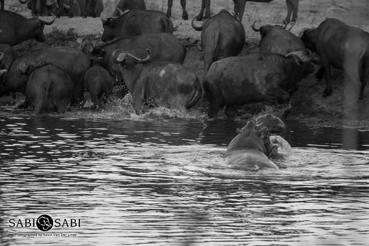 04kevin Van Der Linde Hippo Blog 4 Final