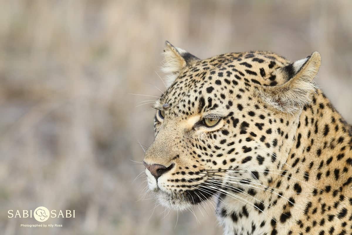 08Ally Ross 20183011 Kigelia 01 Final