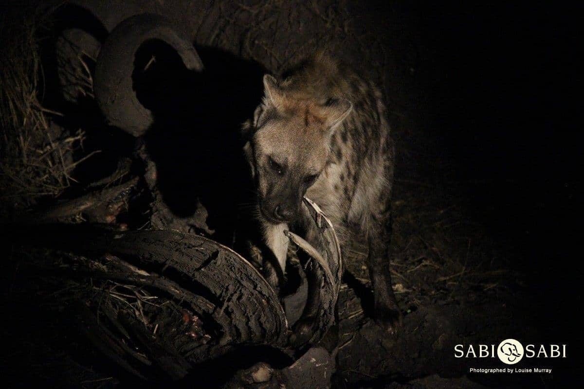 Spotted Hyena | Sabi Sabi