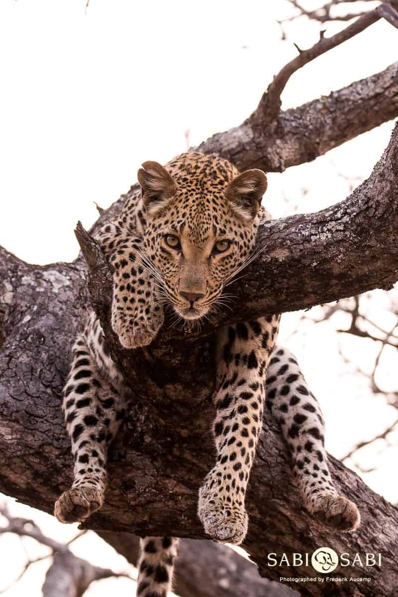 14Frederik Aucamp Ntsumi Female Leopard 24 09 2018 3 Final