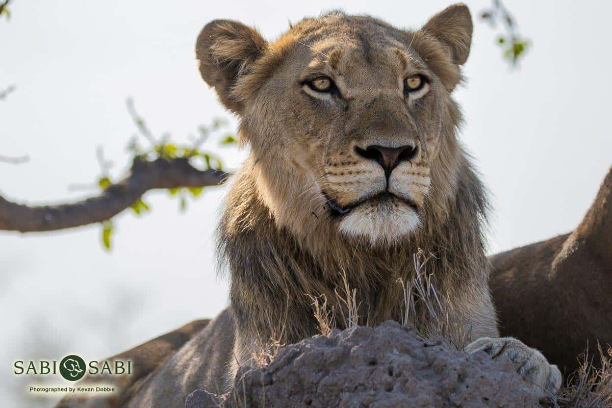 19Kevan Dobbie SP 021218 Final