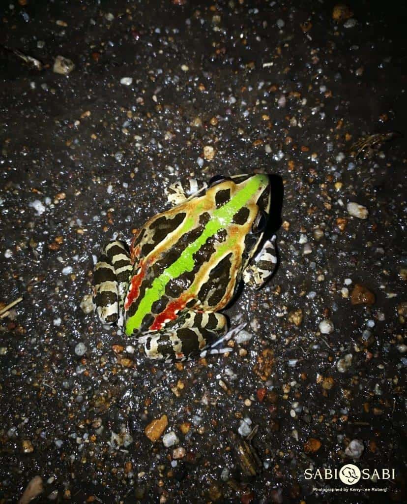 24Kerry Lee Roberg Ornate Frog Final 24Kerry Lee Roberg Ornate Frog Final