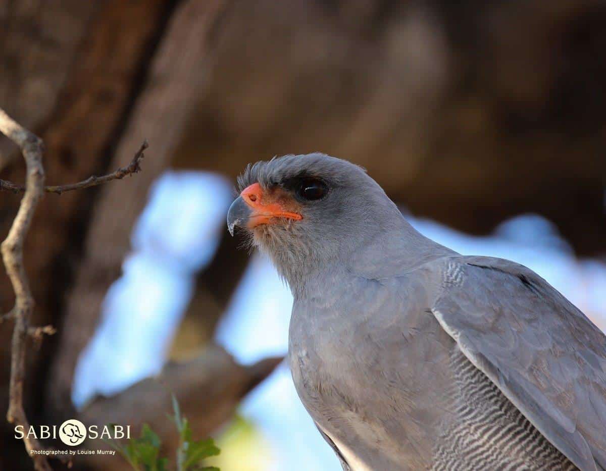24Louise Murray Goshhawk 04082018 Final