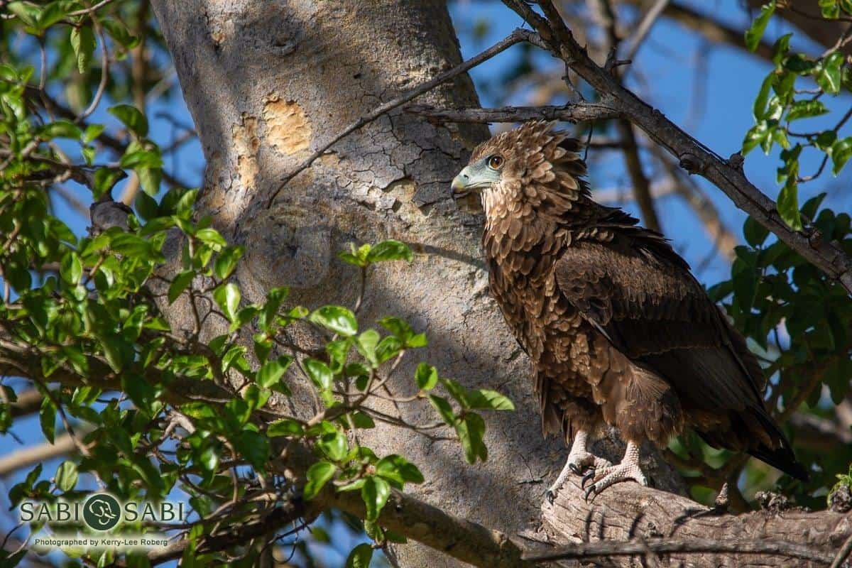 29Kerry Lee Roberg Juv. Bateleur Final 29Kerry Lee Roberg Juv. Bateleur Final