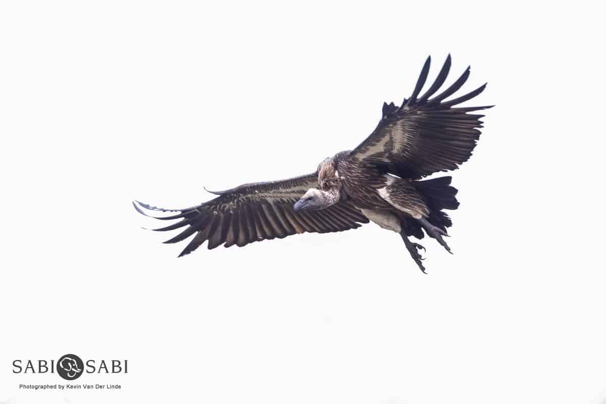 34Kevin Van Der Linde Vultures 20122018 Final