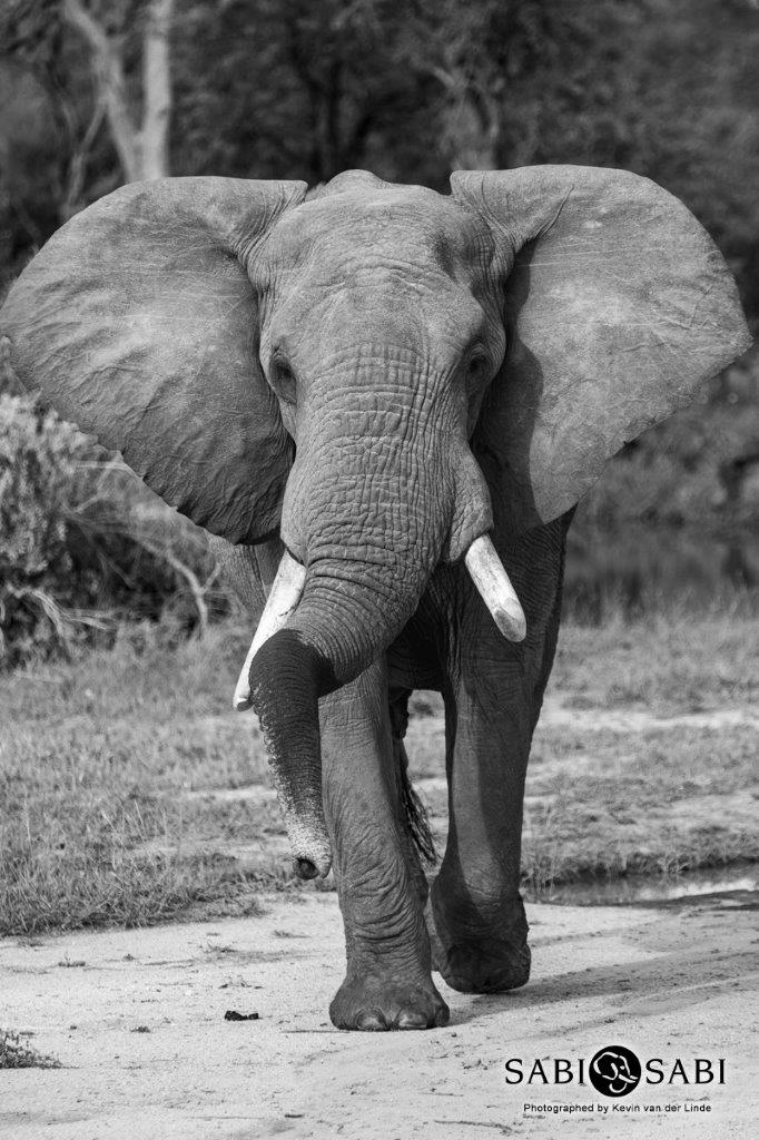 01Kevin Van Der Linde Elephant 1012019 Final 01Kevin Van Der Linde Elephant 1012019 Final