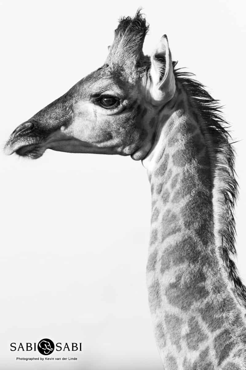 01Kevin Van Der Linde Giraffe Bw 2 Final 01Kevin Van Der Linde Giraffe Bw 2 Final