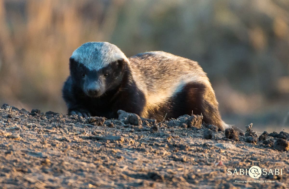 Honey Badger | Sabi Sabi