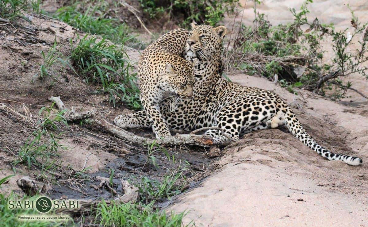 08Louise Murray Nweti Ndzanzeni 11012019 3 Final