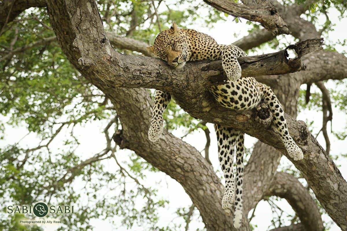 09Ally Ross 20190116 Nweti 01 Final