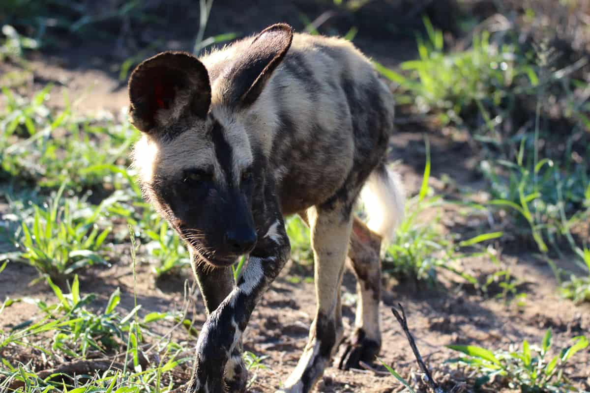 10 Louise Murray Wild Dogs 05012019 2