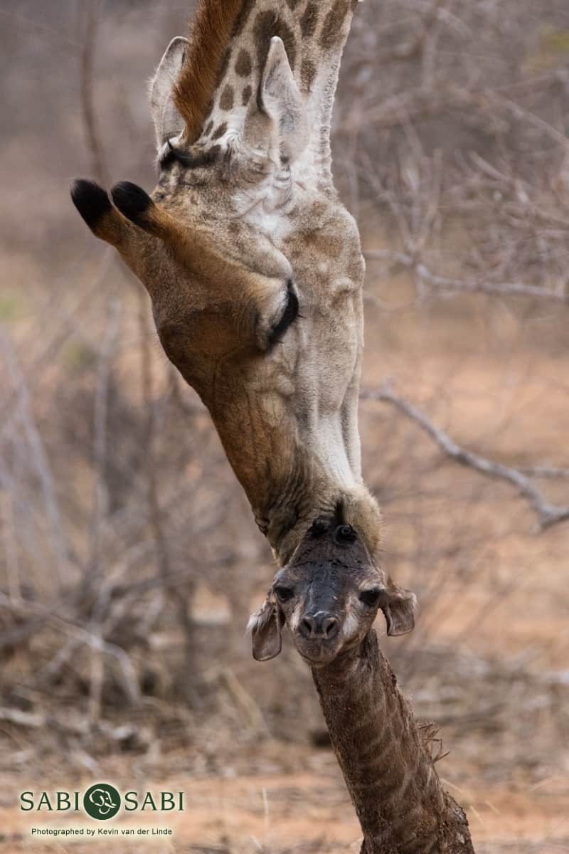 10Kevin Van Der Linde Newborn Giraffe 5 2 Final