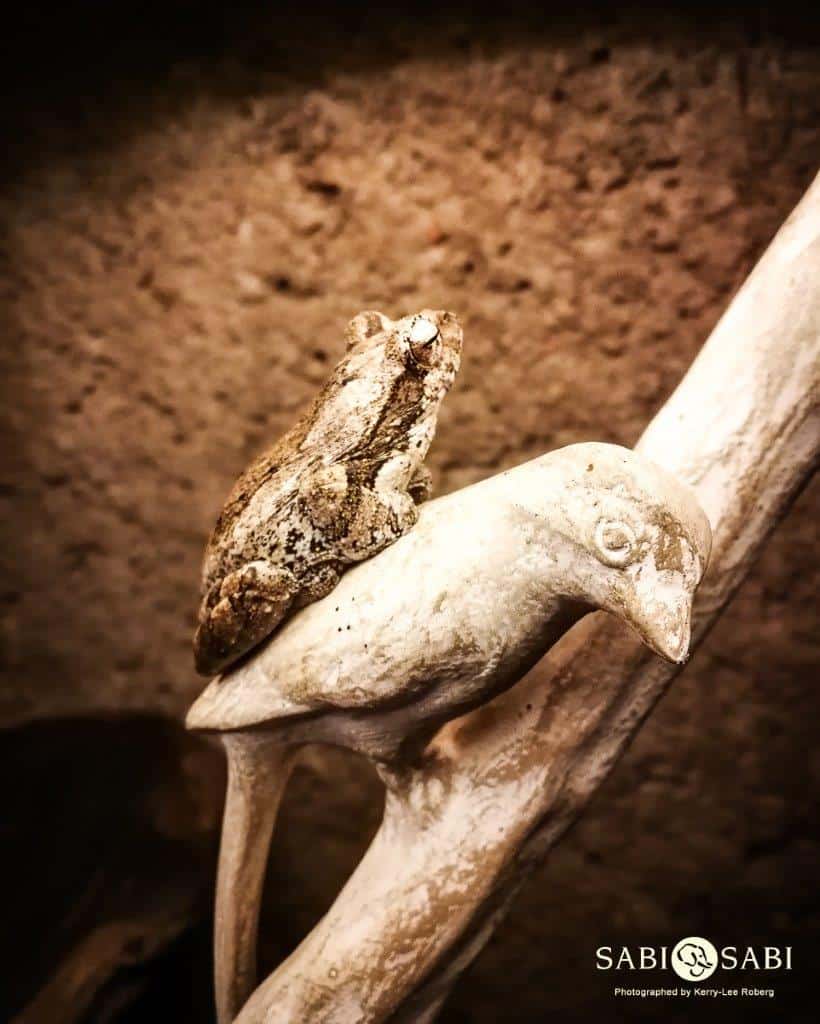 12Kerry Lee Roberg FoamNest.1 Final