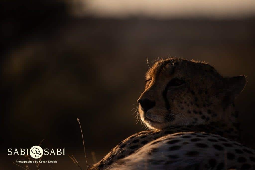 14Kevan Dobbie Cheetah 060618 3 Final