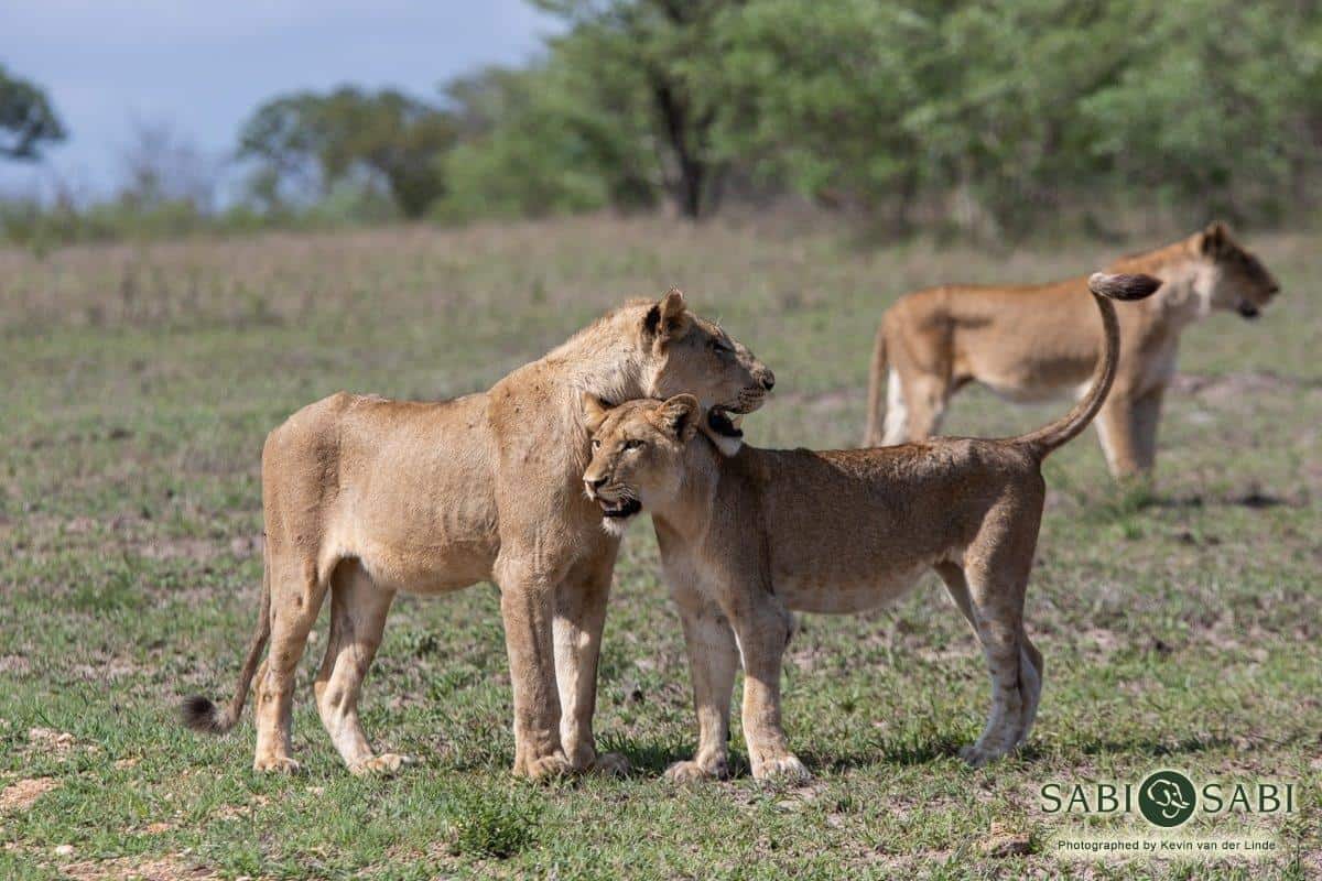15Kevin Van Der Linde SP 30122018 3 Final