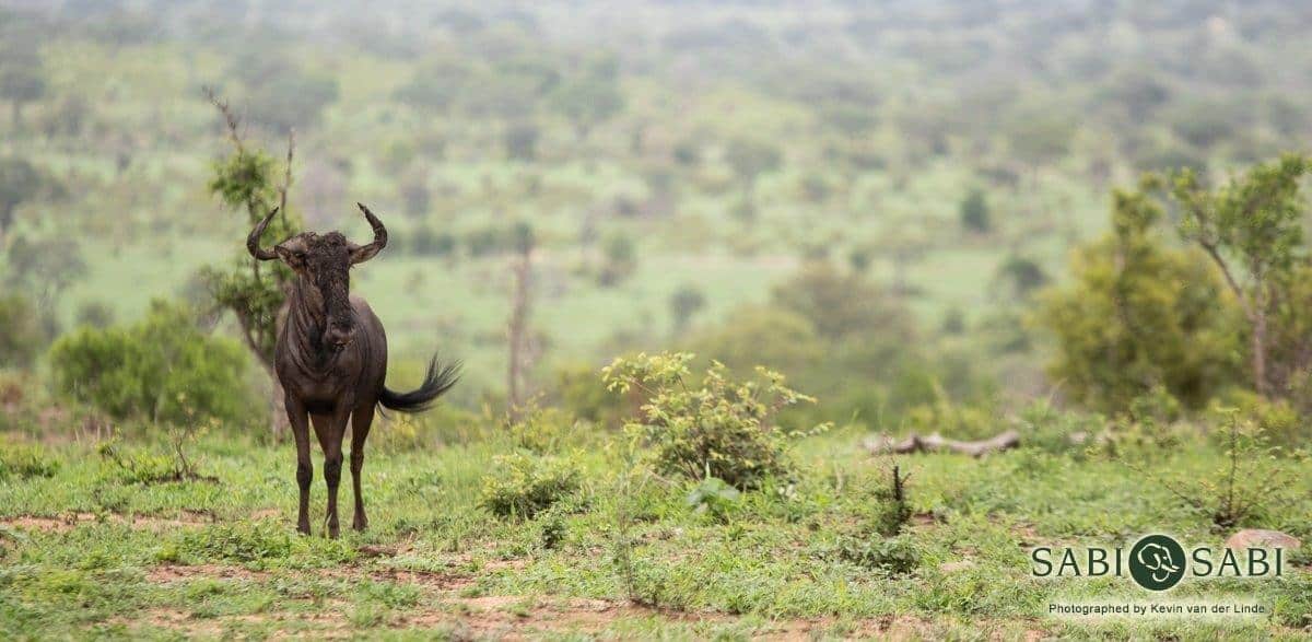 19Kevin Van Der Linde Wildebeest 1312019 Final 19Kevin Van Der Linde Wildebeest 1312019 Final