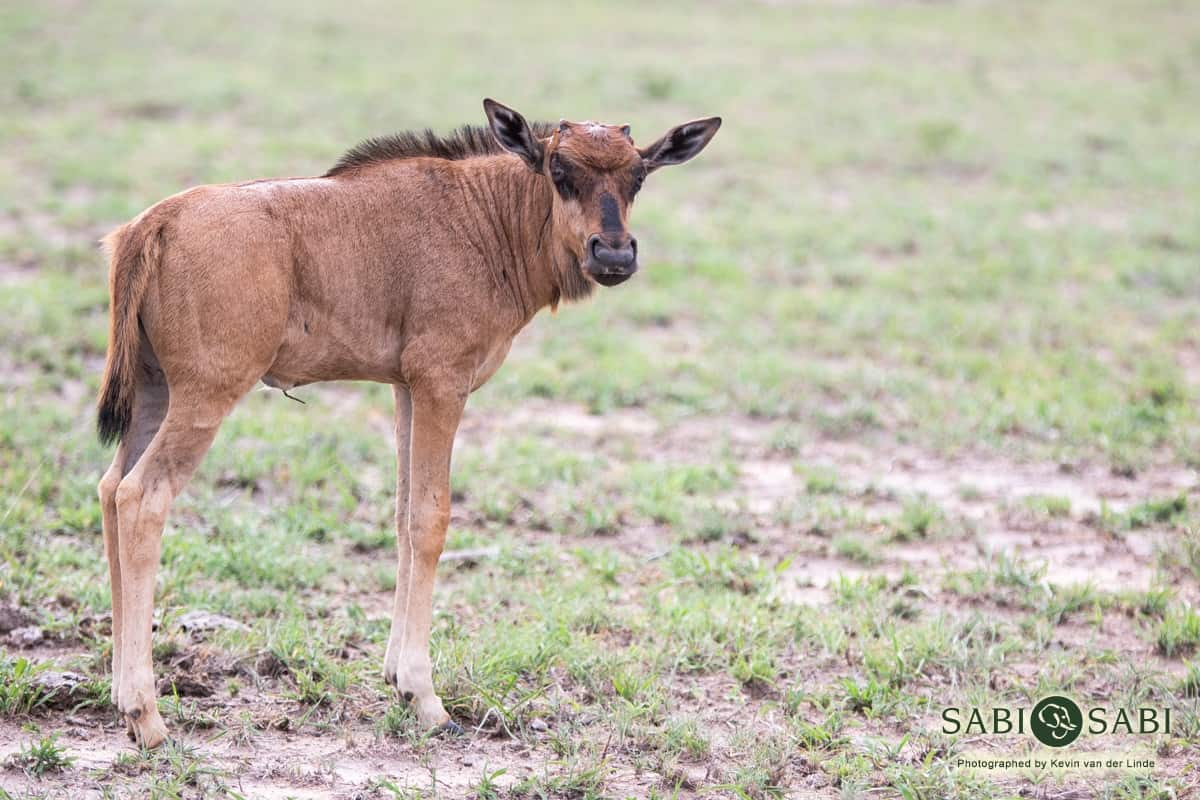23 Kevin Van Der Linde Wildebeest 03012019 Final 23 Kevin Van Der Linde Wildebeest 03012019 Final