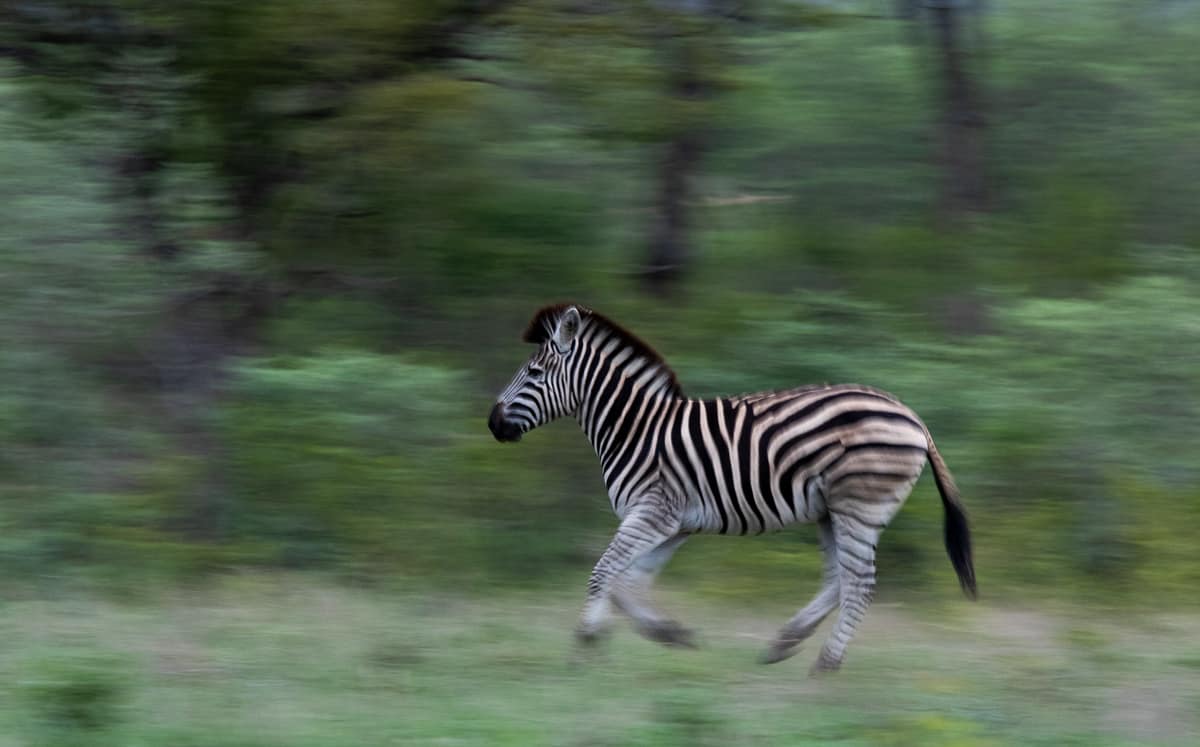 32 Kevin Van Der Linde Zebra 07012019 32 Kevin Van Der Linde Zebra 07012019