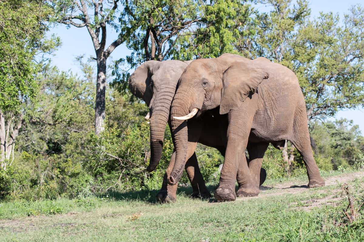 33 Kevin Van Der Linde Elephant 04012019 33 Kevin Van Der Linde Elephant 04012019