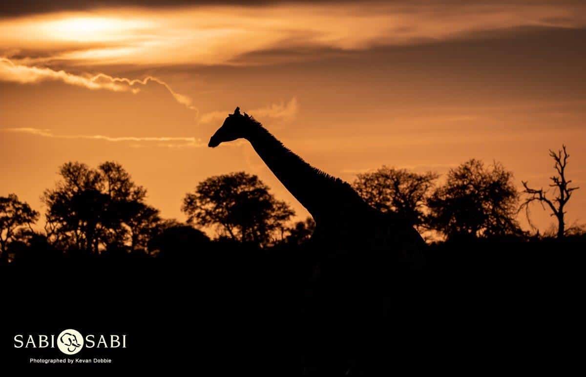 35Kevan Dobbie Giraffe Sunset 251118 Final 35Kevan Dobbie Giraffe Sunset 251118 Final