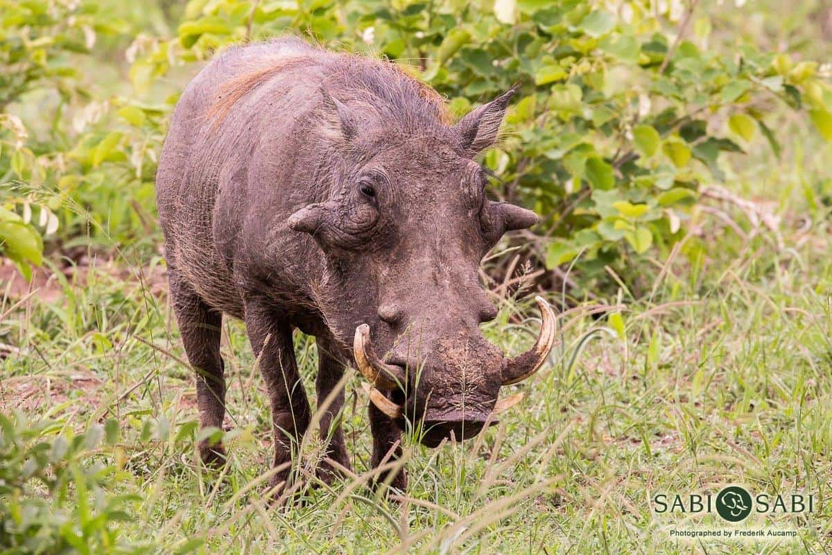 01Frederik Aucamp Warthog 28 01 19 5 Final 01Frederik Aucamp Warthog 28 01 19 5 Final