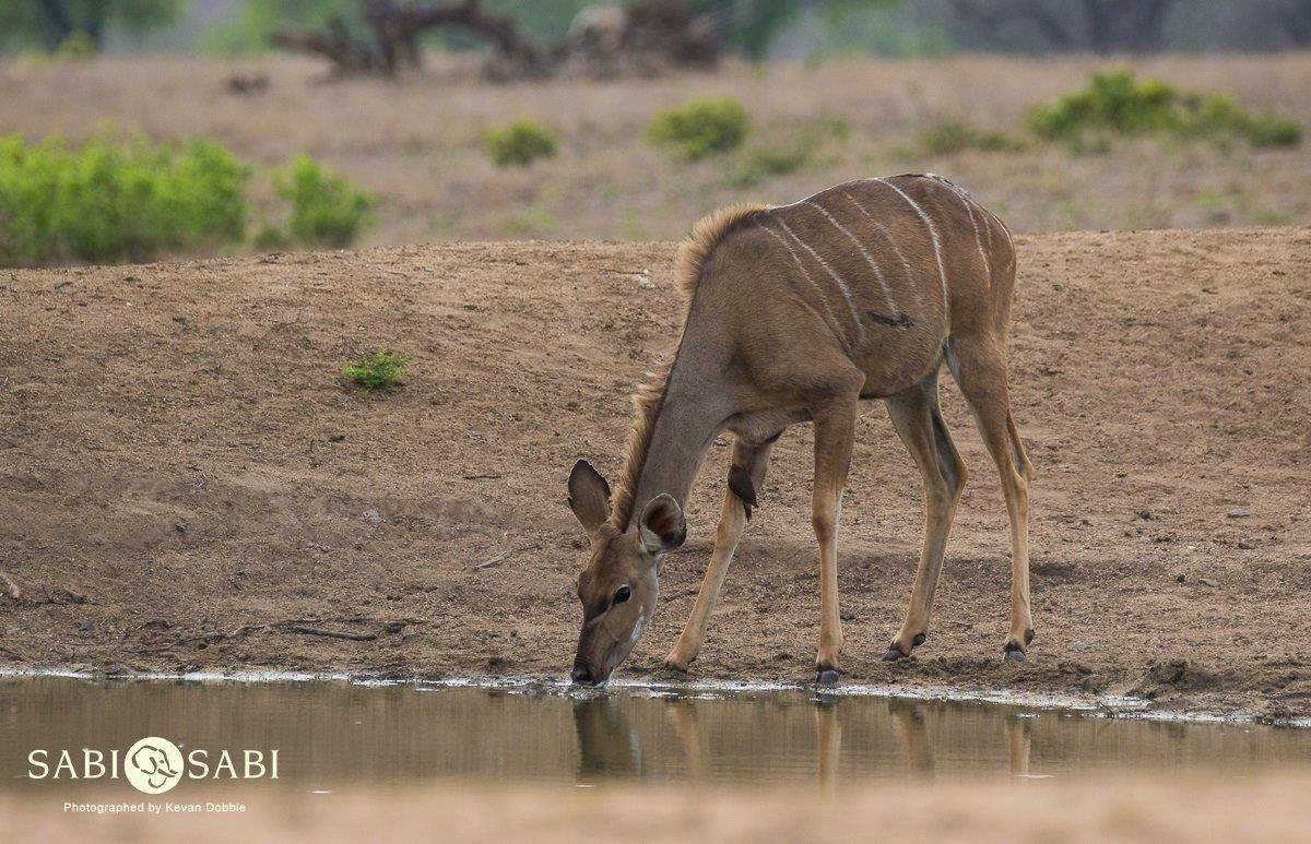 01Kevan Dobbie Kudu 291118 Final 01Kevan Dobbie Kudu 291118 Final