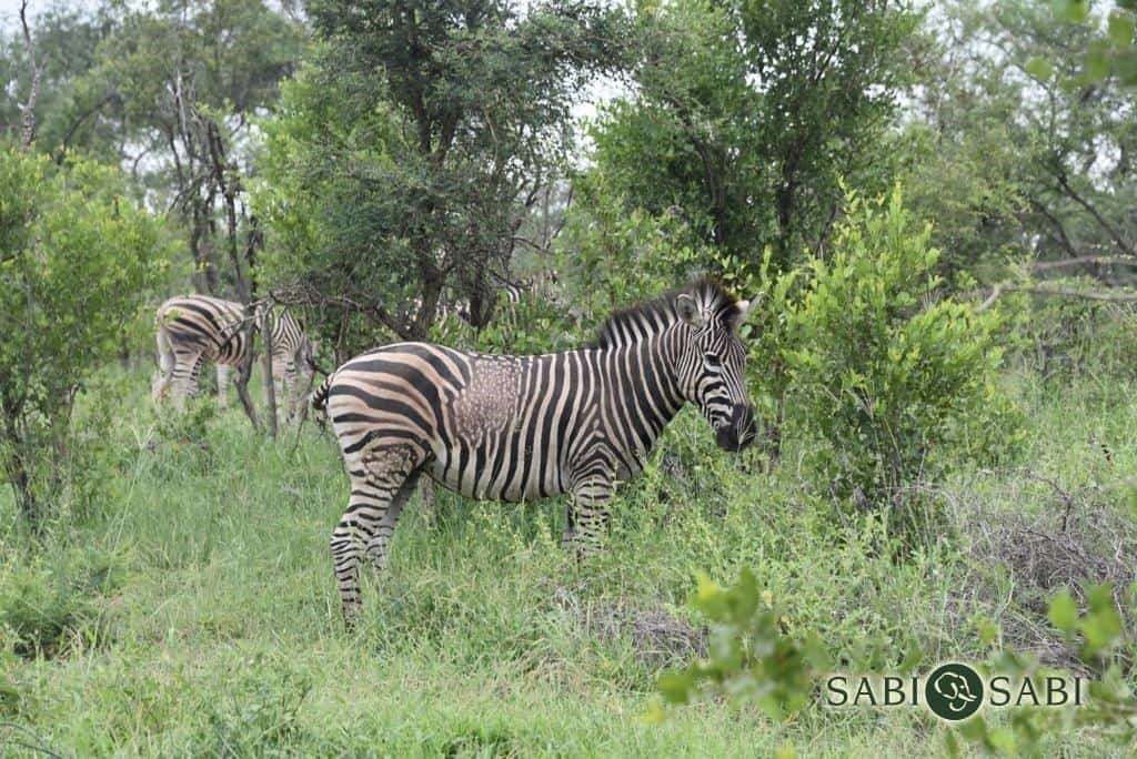 05Gray Parsonson Zebra Spots Final 05Gray Parsonson Zebra Spots Final