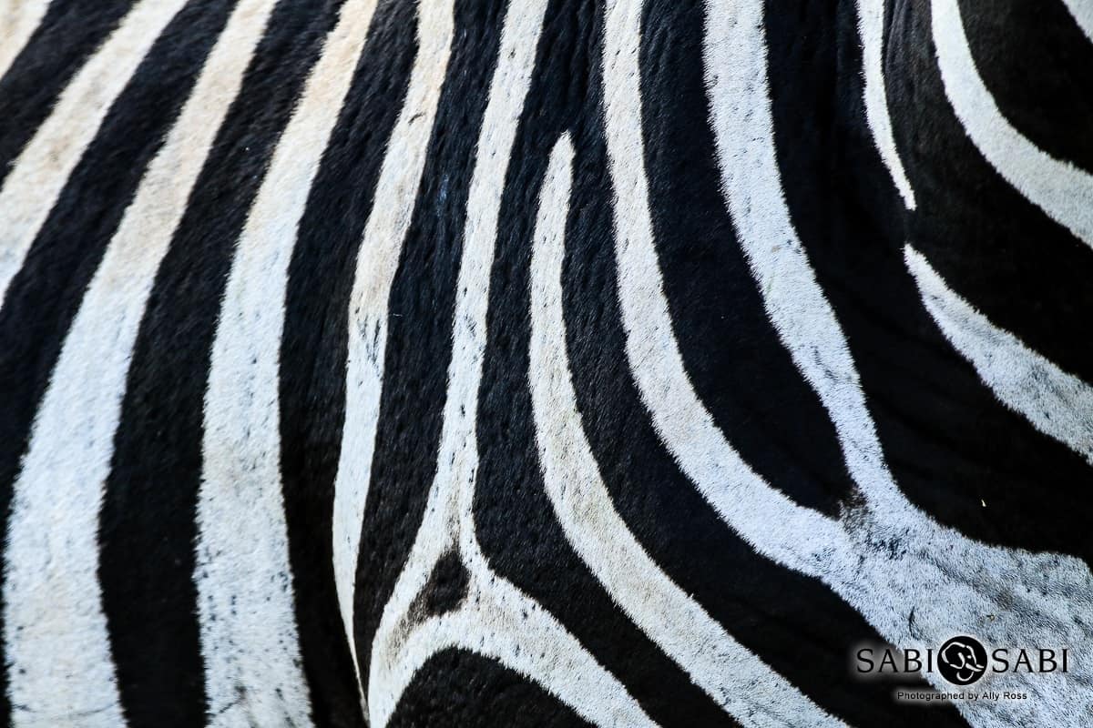 06Ally Ross Zebra Blog 05 Final